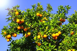 Nourrissez-vous des fruits qu’ils produisent