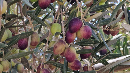 عداوة الاحتلال الإسرائيلي لشجرة السلام (شجرة الزيتون)