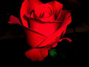 Mujeres musulmanas que ense&ntilde;aron a sus esposos: La hija de Sa’id Ibn Al Musaieb