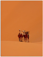 Al Ud-hiah (Ofrenda que se sacrifica el d&iacute;a de `Id Al Ad-ha) 1